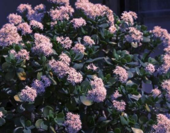 玉樹花盆景圖片大全，每個(gè)盆景都玉樹臨風(fēng)、多姿多彩