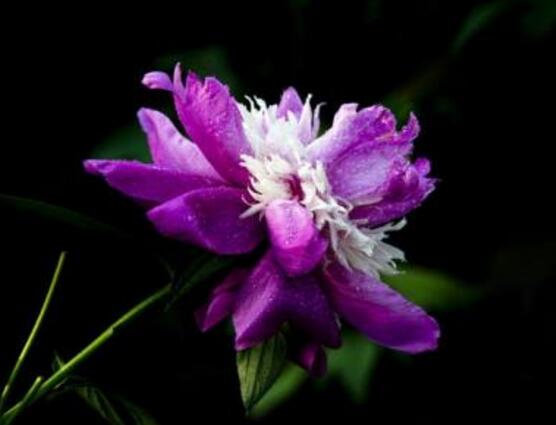 紫色薔薇花圖片，紫色薔薇花美麗傳說(shuō)