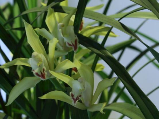 蘭花為什么不開(kāi)花，教你六大解決辦法便盆盆爆開(kāi)花