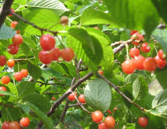 紅豆杉掉葉子是什么原因，六大辦法恢復(fù)茂盛
