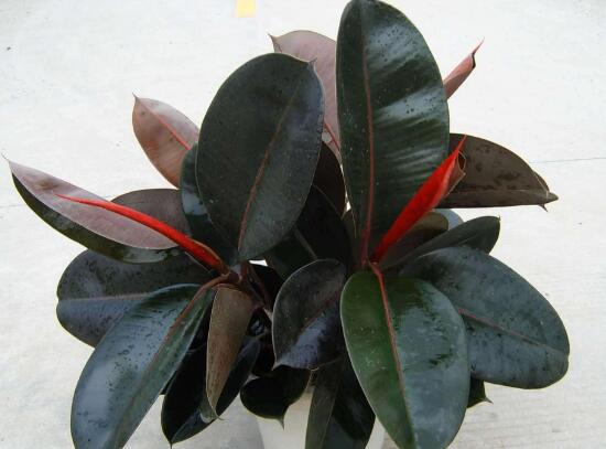 橡皮樹(shù)的汁液有毒嗎，橡皮樹(shù)適合在室內(nèi)養(yǎng)嗎