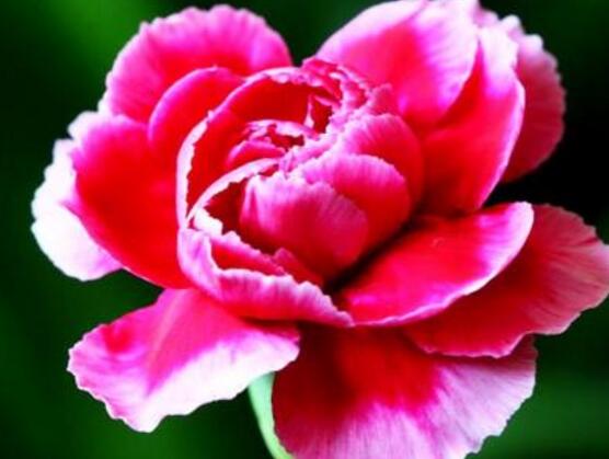 紅色康乃馨代表什么，是對(duì)母親的愛(ài)、感激和祝福