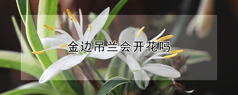 金邊吊蘭會(huì)開花嗎