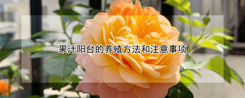 果汁陽臺的養(yǎng)殖方法和注意事項