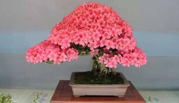 新買的杜鵑花怎么養(yǎng)，分三個階段養(yǎng)護(hù)