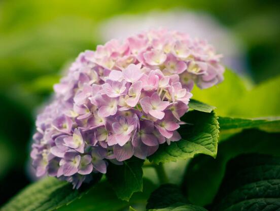 繡球花只長(zhǎng)葉子不開(kāi)花，做好四點(diǎn)解決辦法便花開(kāi)爆盆
