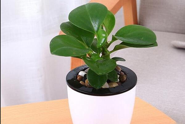 綠植紅碧玉怎么養(yǎng)，碧玉綠植適合室內(nèi)養(yǎng)嗎