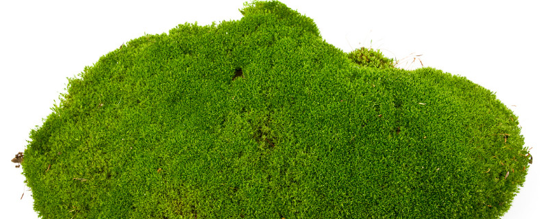 青苔怎么養(yǎng)才茂盛