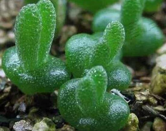 碧光環(huán)種植方法，擇健康種子、保水保肥土壤/淺盆為主