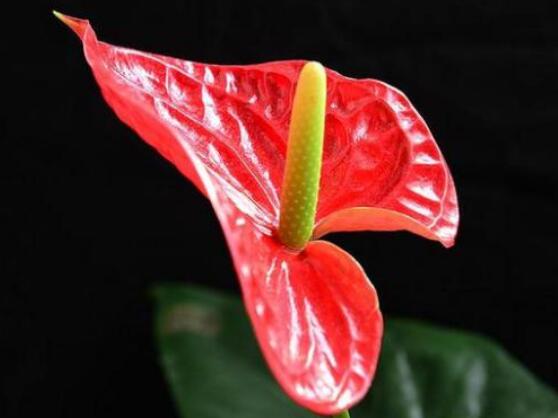 紅掌多久澆水一次，不同生長(zhǎng)期不同澆水時(shí)間(苗期/成長(zhǎng)期/花期)