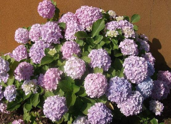 繡球花的花語和寓意，忠貞永恒、浪漫圓滿