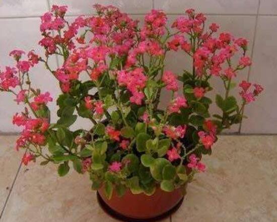 長壽花的養(yǎng)殖方法，總結(jié)最實用最基礎(chǔ)的八種養(yǎng)殖方法