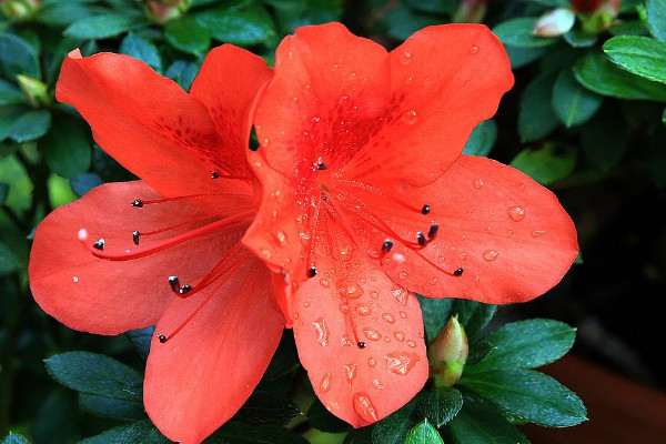 杜鵑花十月開(kāi)花正常嗎