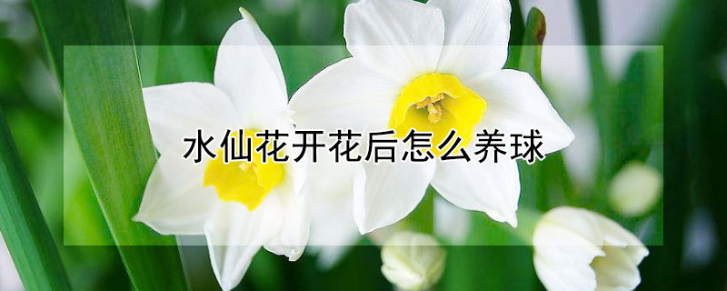 水仙花開花后怎么養(yǎng)球