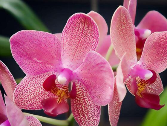 蝴蝶蘭花期過后怎么養(yǎng)，教你六種好方法來年花開爆盆