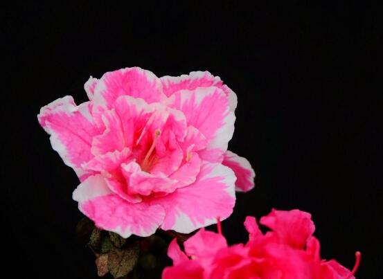 杜鵑花葉子發(fā)黃怎么辦，杜鵑花葉子發(fā)黃解決辦
