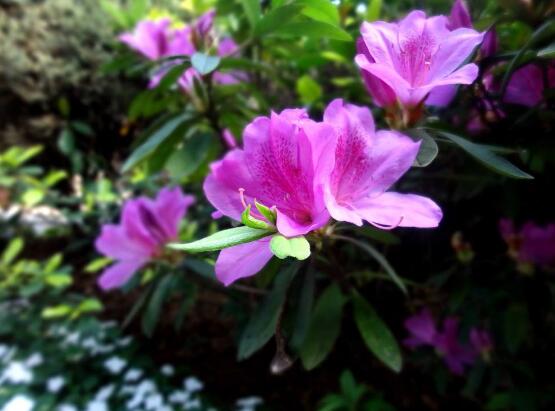 杜鵑花的風(fēng)水作用，杜鵑花在風(fēng)水上具有化煞作用
