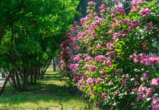 薔薇花有毒嗎，薔薇花可以種植在室內(nèi)嗎