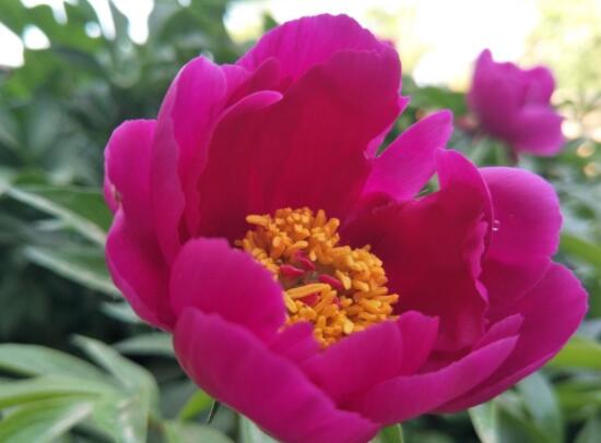 芍藥花什么時(shí)候開，每年4-6月就會(huì)含苞盛開