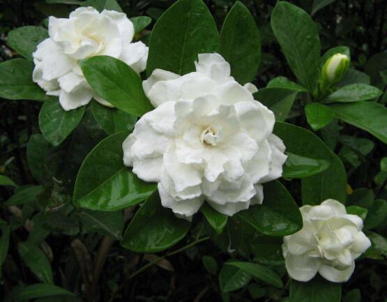 梔子花花期是什么時(shí)候，從每年四月一直開(kāi)到八月