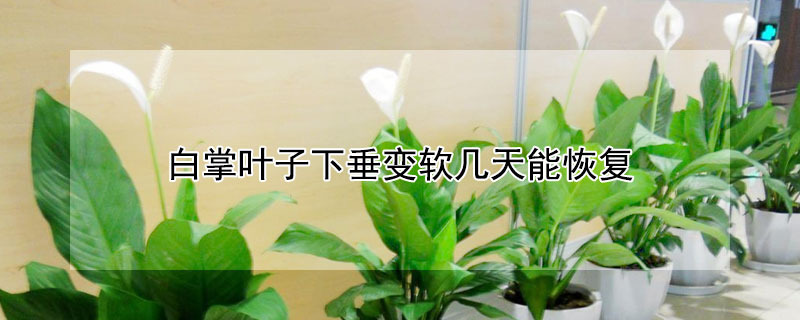白掌葉子下垂變軟幾天能恢復