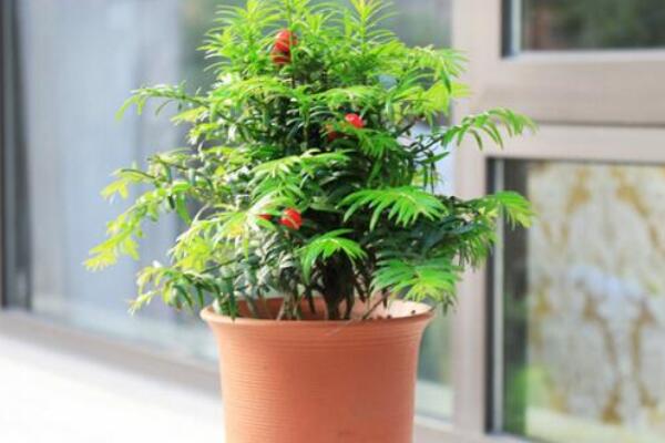 紅豆杉盆景養(yǎng)殖方法，做好這五步是關(guān)鍵