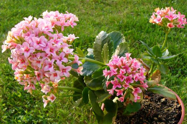 長壽花葉子發(fā)黑怎么辦，是感染了黑斑病