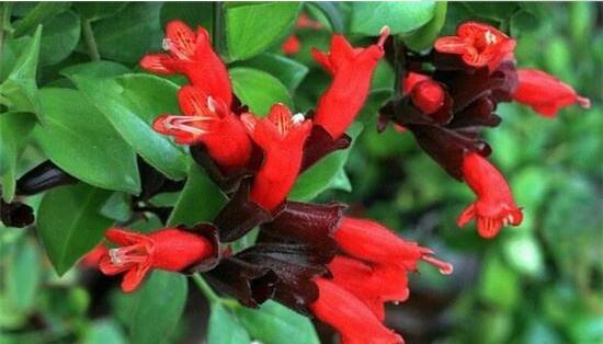 口紅吊蘭為什么不開花，老農(nóng)教你三種解決好方法