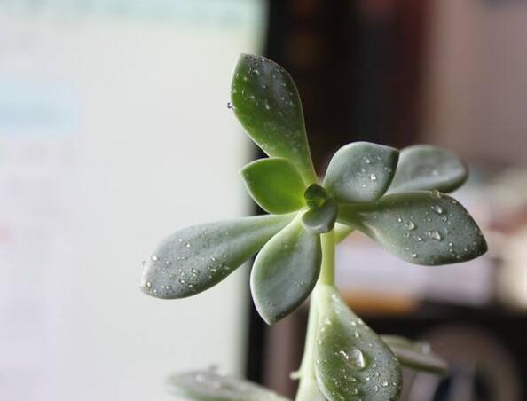 寶石花有毒嗎，無毒且對(duì)痛風(fēng)有著很好的治療效果