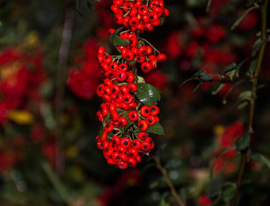 紅豆杉能在室內(nèi)養(yǎng)嗎，美化家居環(huán)境、凈化空氣