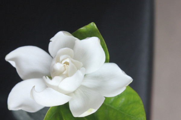梔子花為什么葉子發(fā)黃