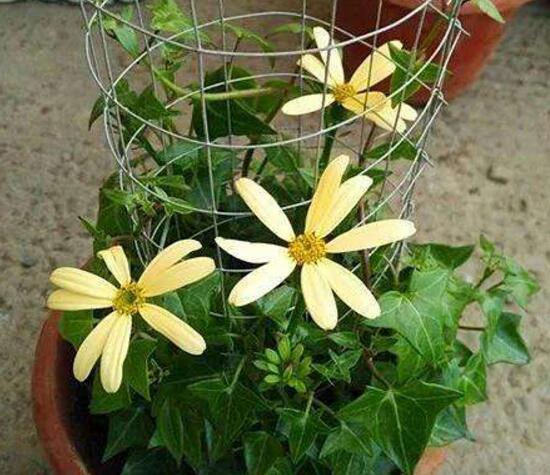 常春藤會開花嗎，常春藤什么時(shí)候開花