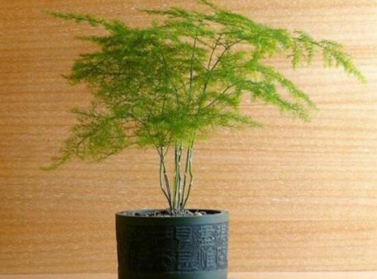 文竹怎么施肥，文竹施什么肥料好/氮肥為主