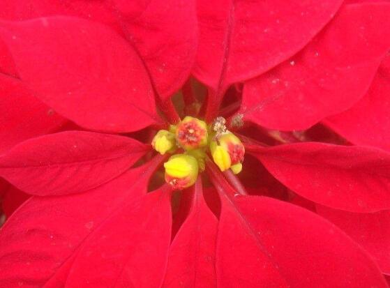 一品紅什么時候開花，一品紅在每年12月至翌年2月開花