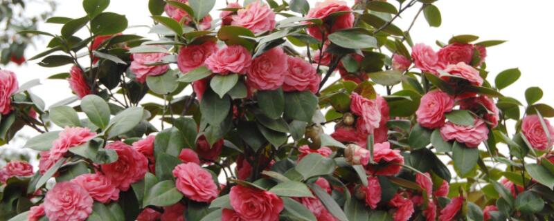 茶花葉苞和花苞區(qū)別