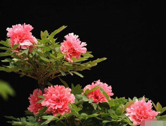 牡丹花怎么修剪，牡丹花修剪方法