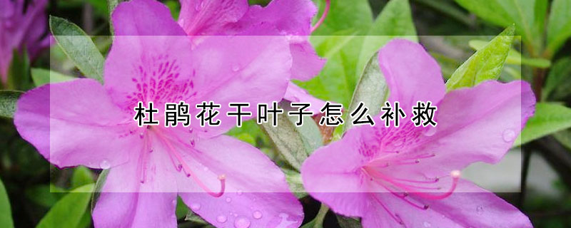 杜鵑花干葉子怎么補(bǔ)救