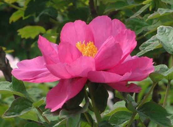 牡丹花的特點(diǎn)是什么，細(xì)數(shù)牡丹花六大特點(diǎn)