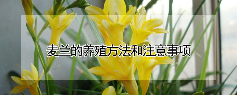 麥蘭的養(yǎng)殖方法和注意事項