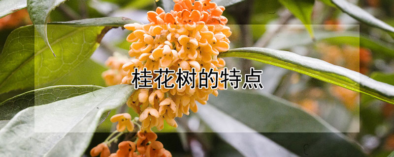 桂花樹的特點(diǎn)