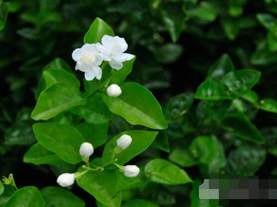 茉莉花掉葉子怎么辦，四種原因以及解決辦法