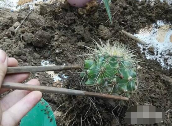 仙人球移栽注意事項(xiàng)，注意不可弄傷根系、及時(shí)消毒/土壤微濕潤(rùn)