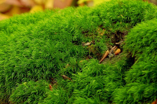 青苔怎么養(yǎng)才茂盛