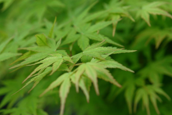 青楓樹(shù)寓意