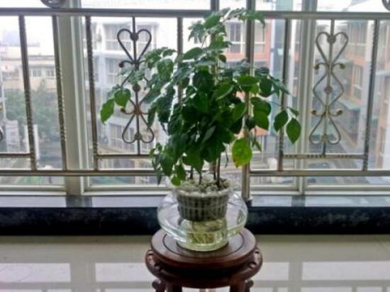 幸福樹(shù)可以水培嗎，幸福樹(shù)的水培方法