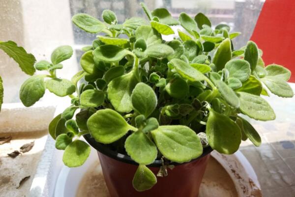 植物碰碰香的養(yǎng)殖方法，光照充足是碰碰香生長(zhǎng)的關(guān)鍵