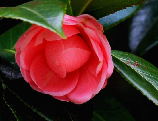 茶花葉子長黑斑是怎么回事，茶花葉子長黑斑怎么辦