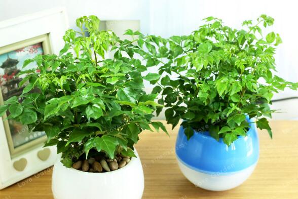 幸福樹怎么換盆，以下四部必須要做到