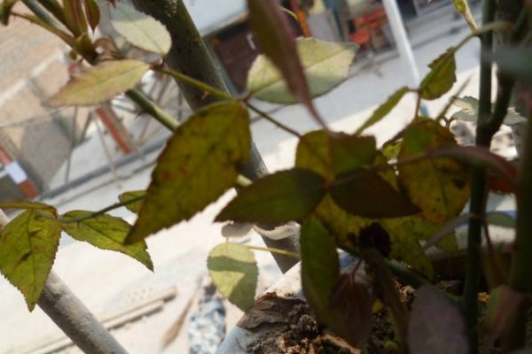 月季花葉子發(fā)黃怎么回事，四種原因以及解決方法