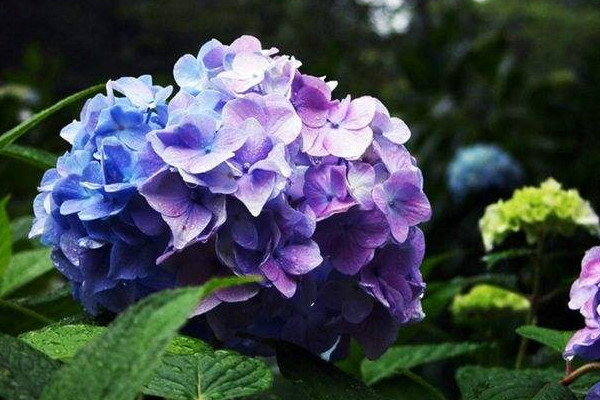 繡球花花語(yǔ)